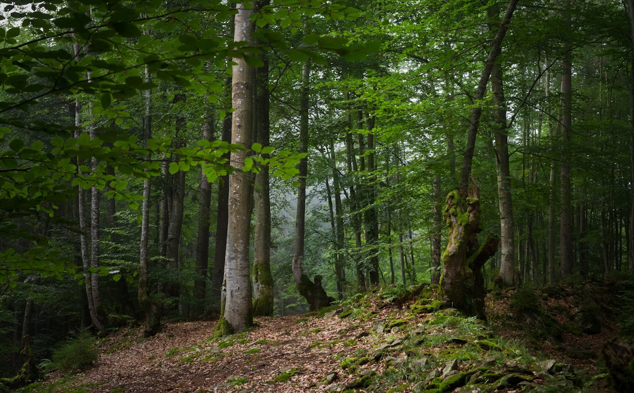Wilderness Therapy Program Trails Carolina Investigations