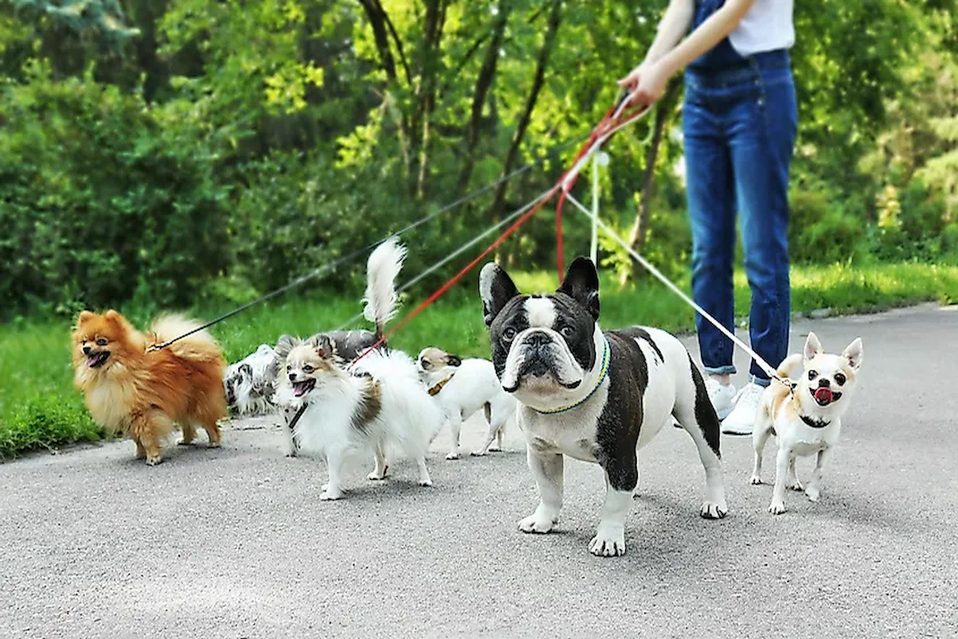 Top 10 Dog-Friendly Parks And Green Spaces In NYC: A Dog Walker’s Paradise