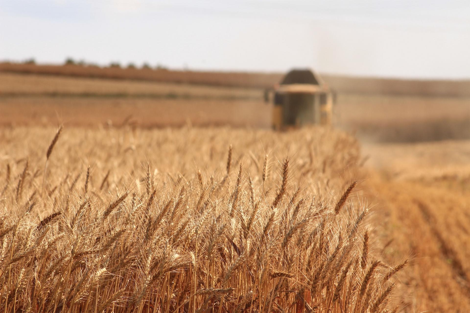 Reasons Why Grain Pricing is Necessary